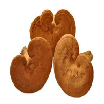 Ganoderma